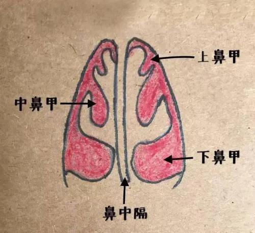 鼻子内部侧面图图片