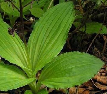 确实这是民间对它的俗称,这学名叫脉羊耳兰,有些地方也叫它,羊耳蒜