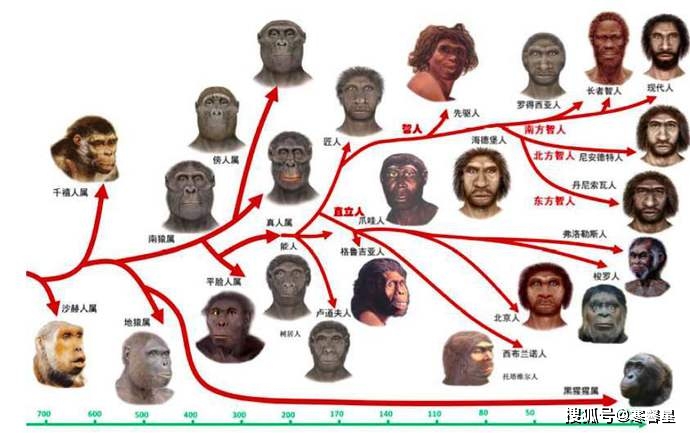 不過有證據顯示, 人類在演化時曾經擁有過該骨頭,只是在進化的過程中