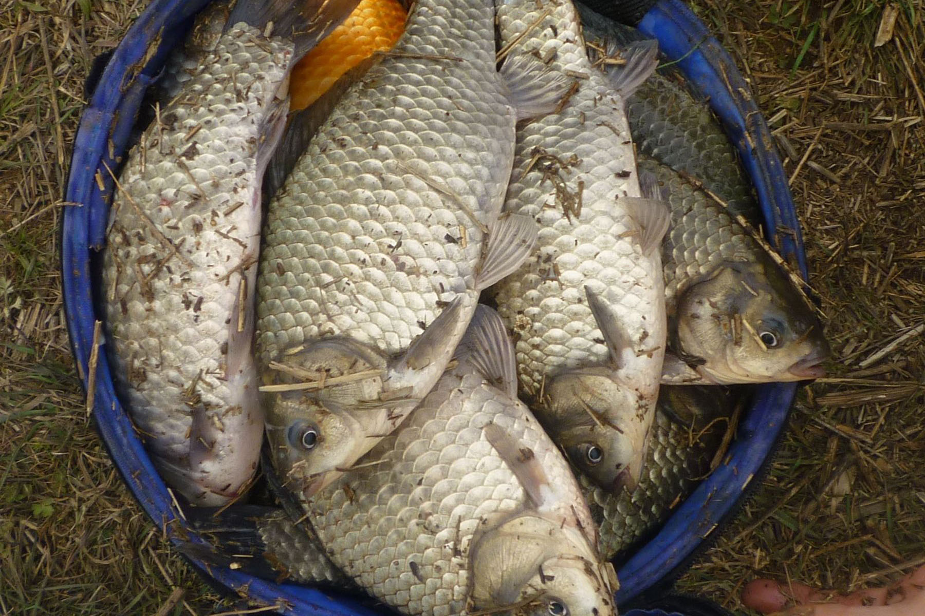 原创如何才能钓到野生大鲫鱼钓鲫鱼之前必须要了解的鲫鱼生活习性