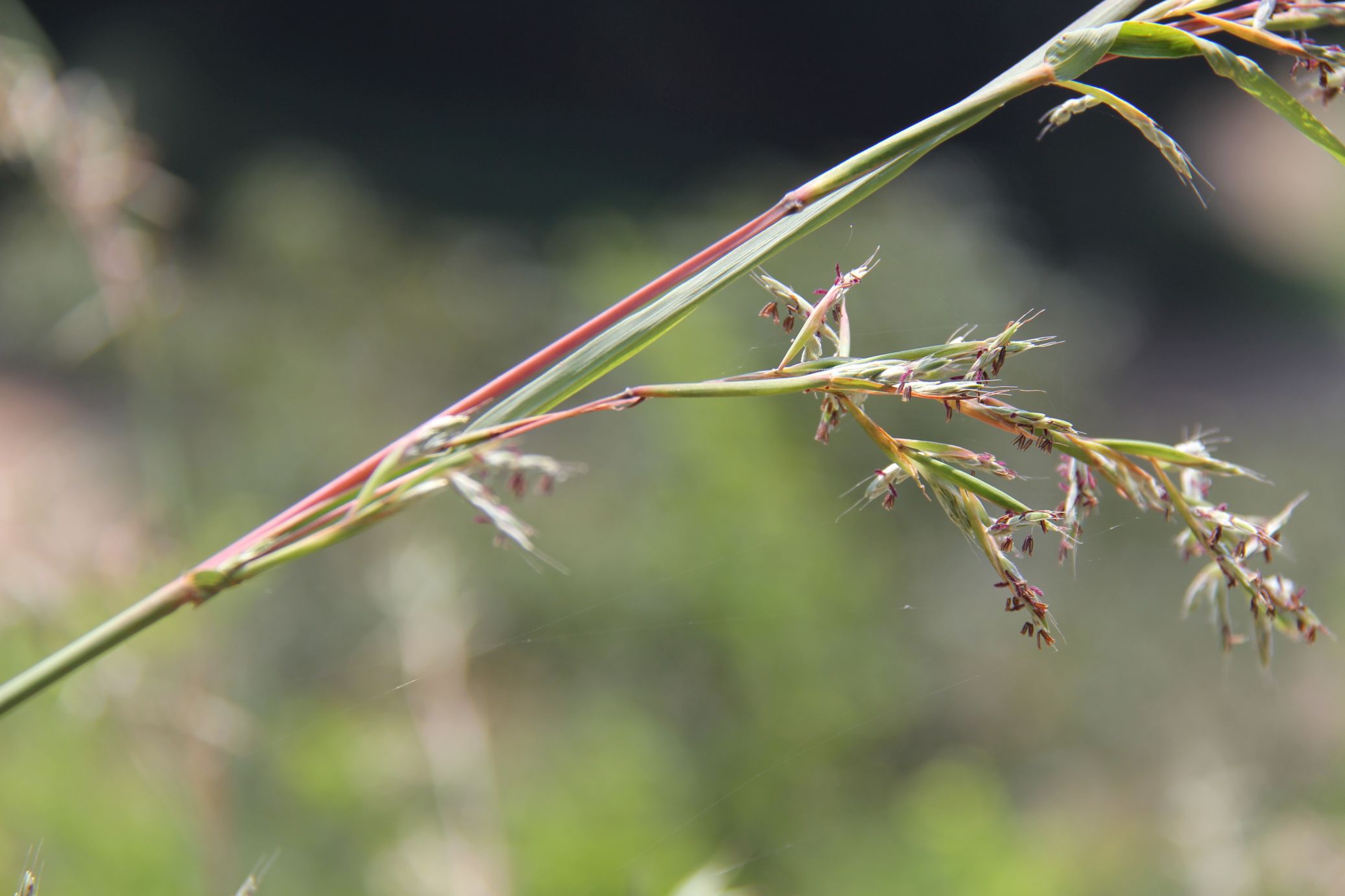 庆元植物1284禾本科香茅属橘草