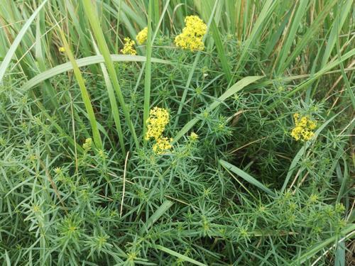 路边这野草,扎人特别疼,灾荒年的美味,如今被人嫌弃_手机搜狐网