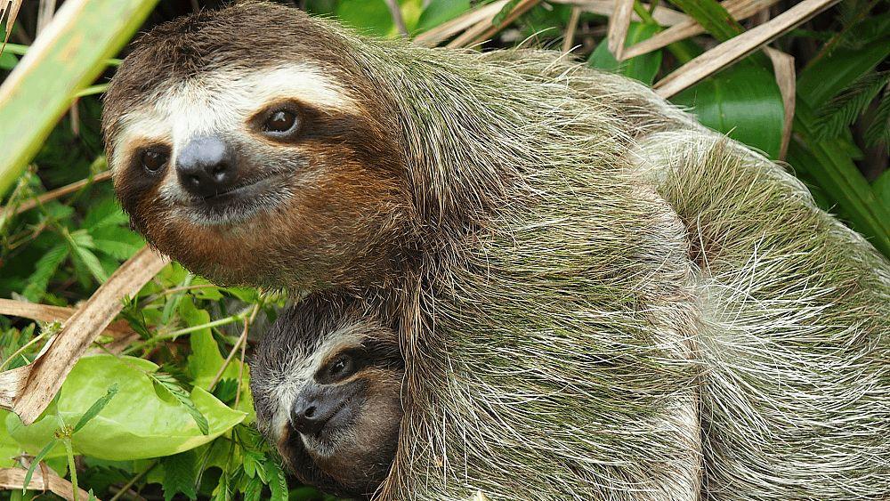 生树上死树上懒到极点的树懒只有一件事是积极的交配