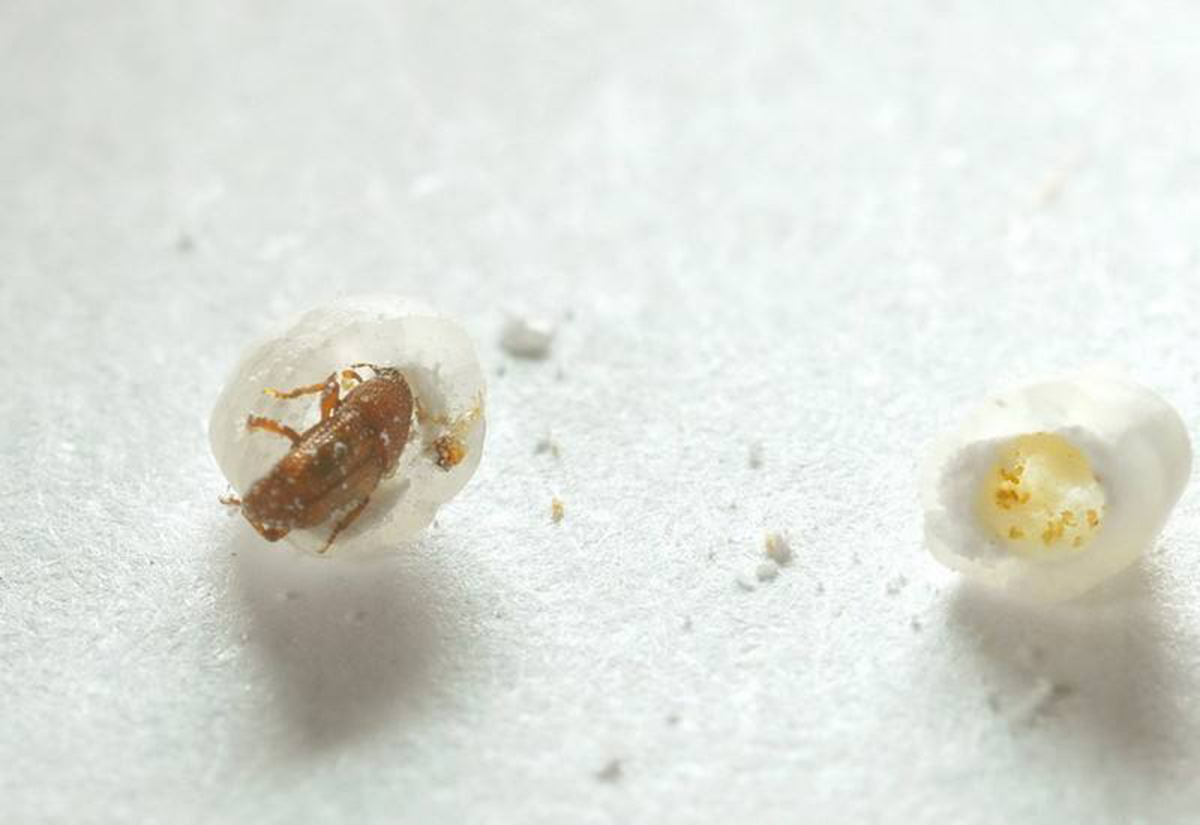 叫"象"不是象,快翻翻米袋吧_米象