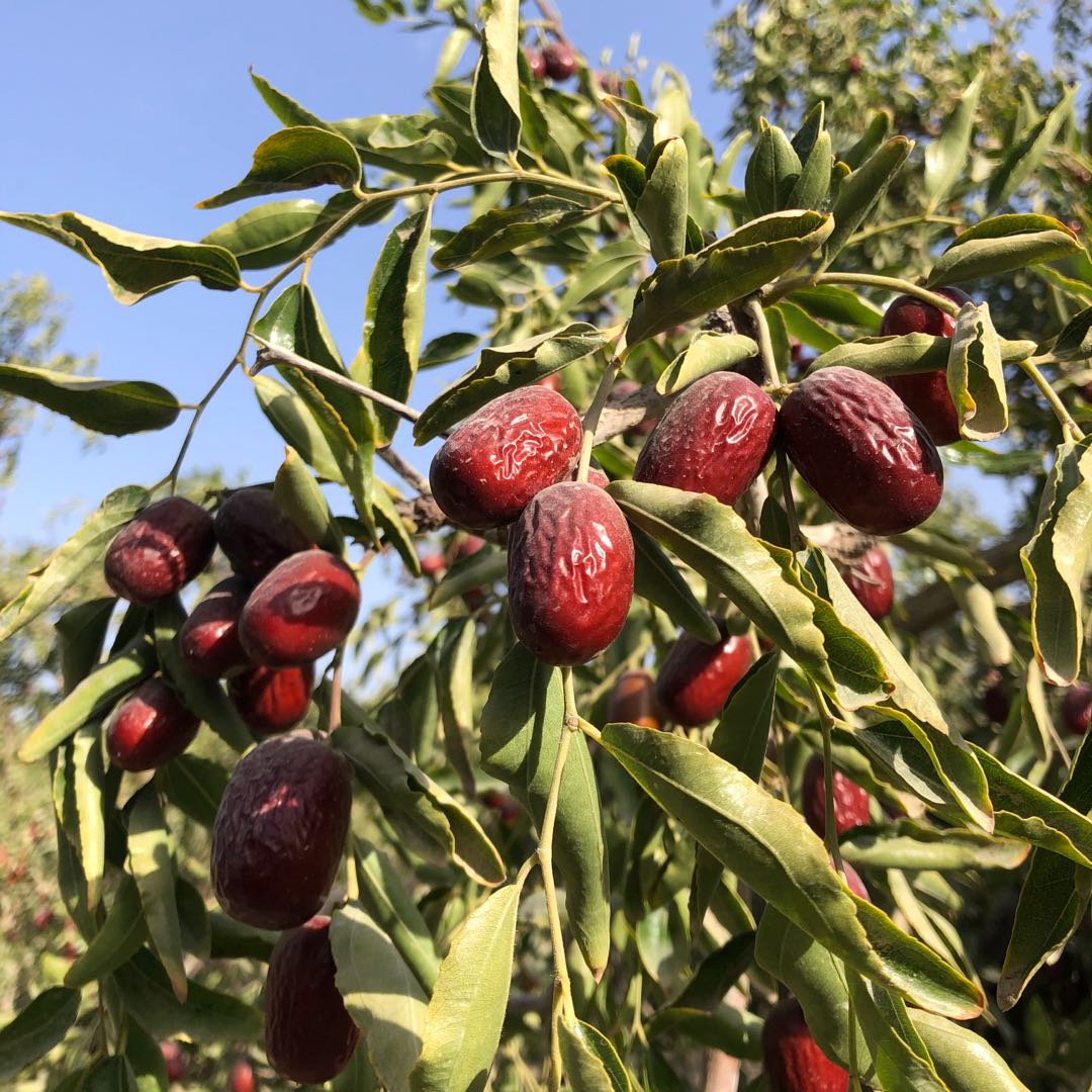 若羌红枣盈满枝头