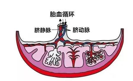 我们先来看一下脐带的构造,脐带通常是由2条较细的脐动脉与1条较粗的