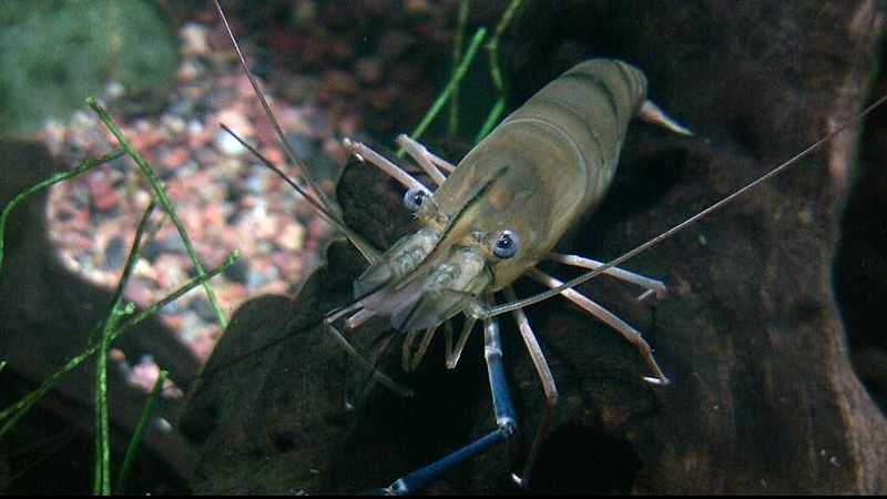 世界上最大的淡水虾可以长到一米一的个体