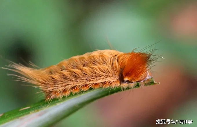 猫毛虫有多可怕人碰必中毒或疼痛12小时比洋辣子厉害几十倍