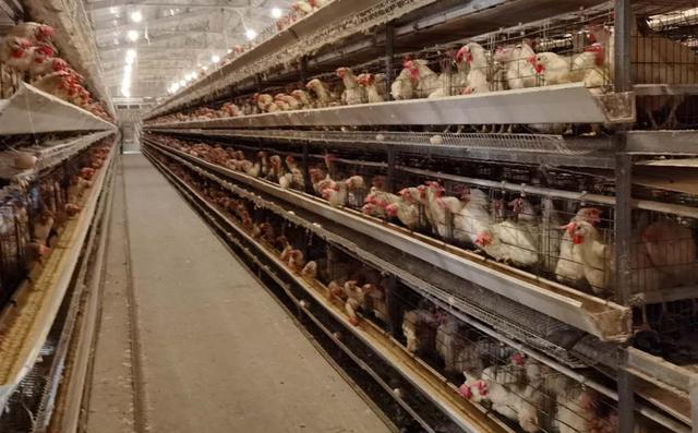 鸡场厂房"通过打造头雁引领工程,一大批能人返乡扎根农村,带领村民