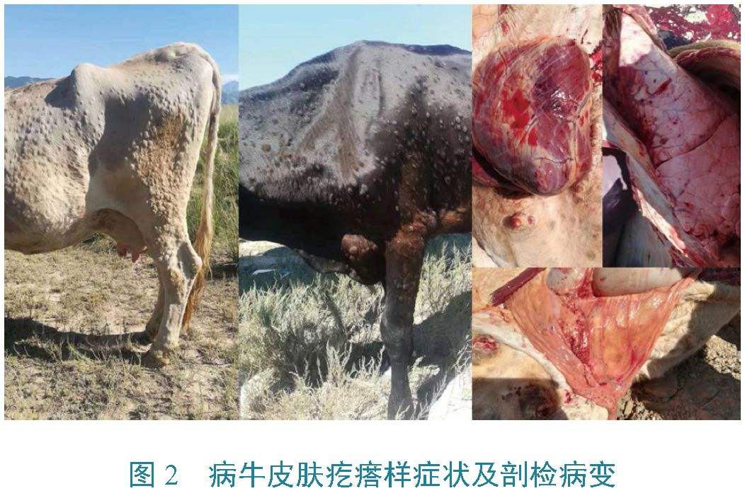 牛结节灵专业治牛结节性皮肤病