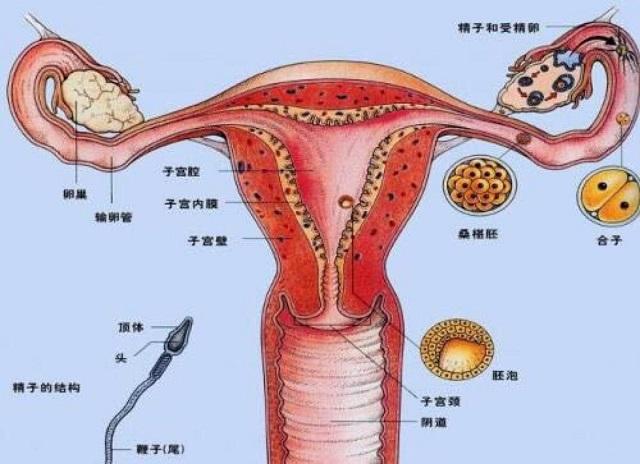 女生的子宫结构图片