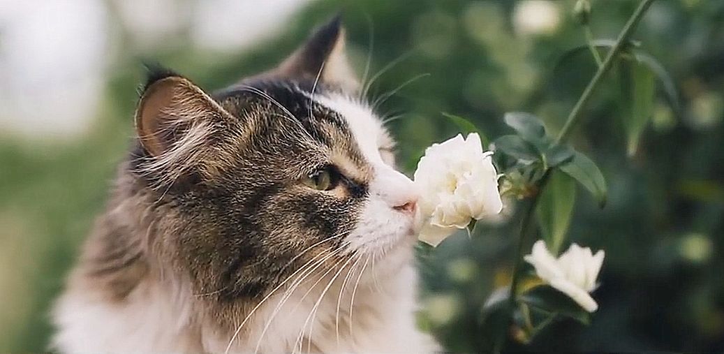 原创当猫咪闻到了鲜花的味道亦为花儿陶醉花香猫更美