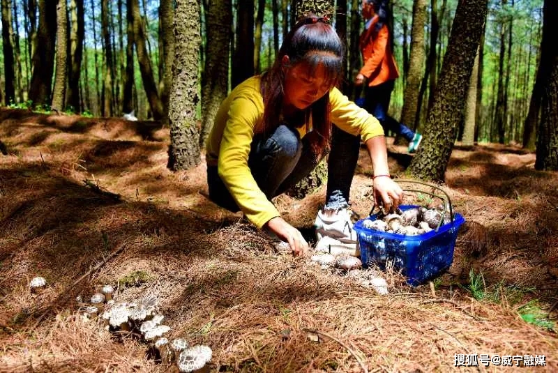 沙子坡林夏专业合作社林下种植松茸菌