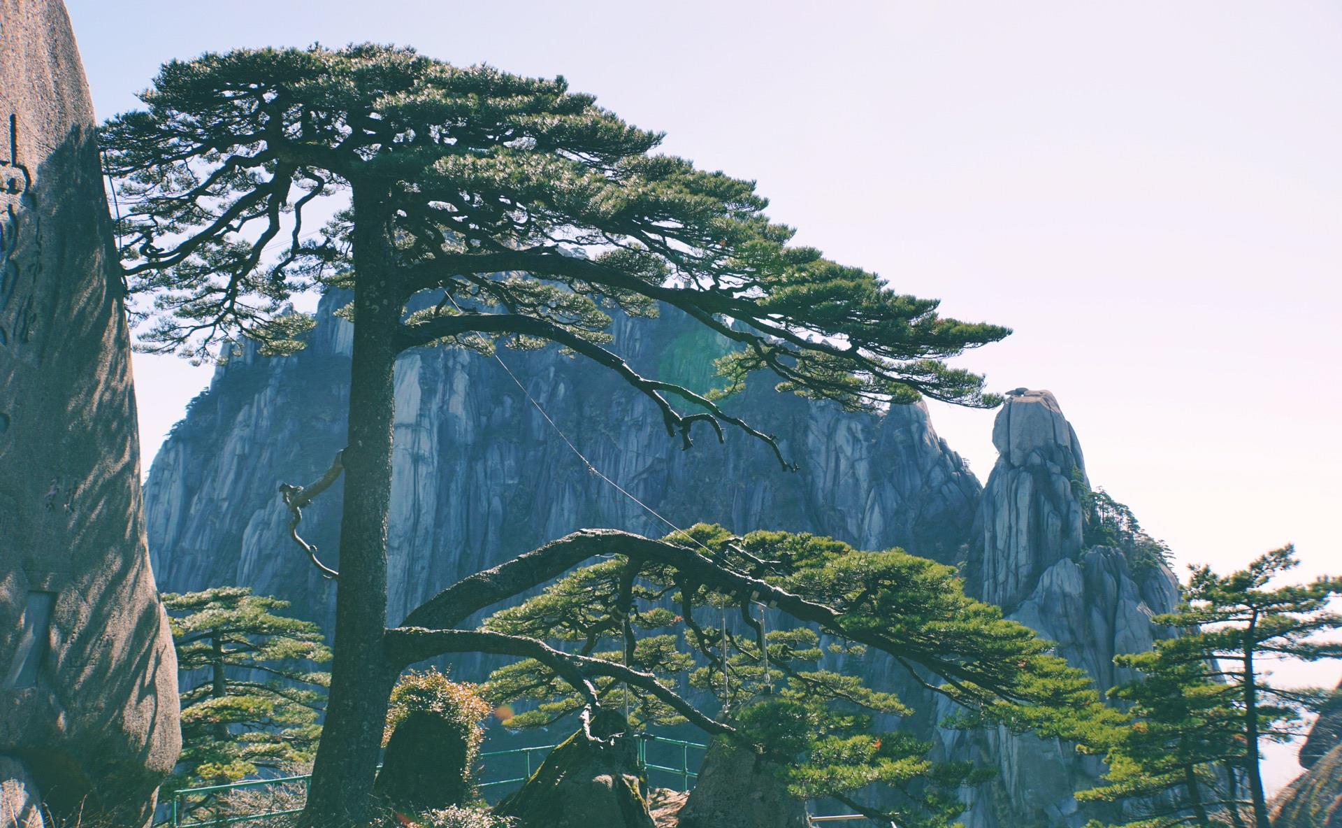中国最珍贵的三棵树,都是重点保护对象,有专人看守还上了保险_手机