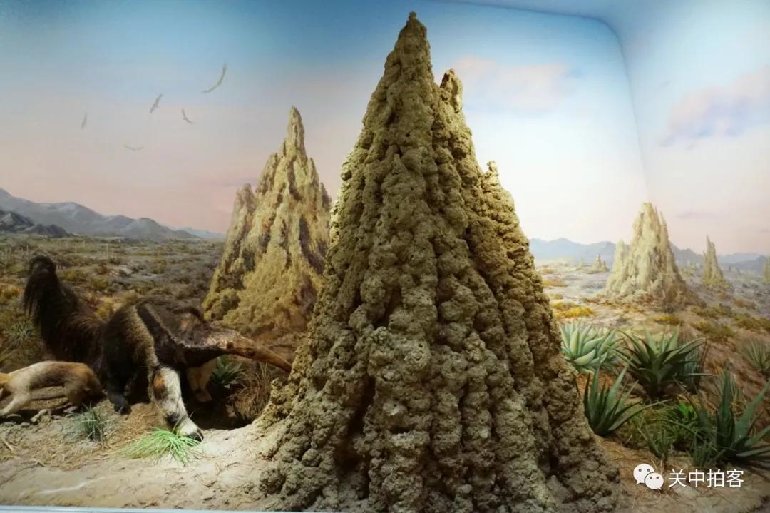 武汉自然博物馆:肯尼斯·贝林大河生命馆