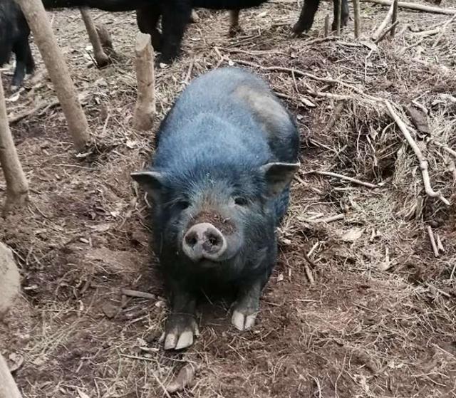 除了金华,还有哪些品牌的火腿肉好吃