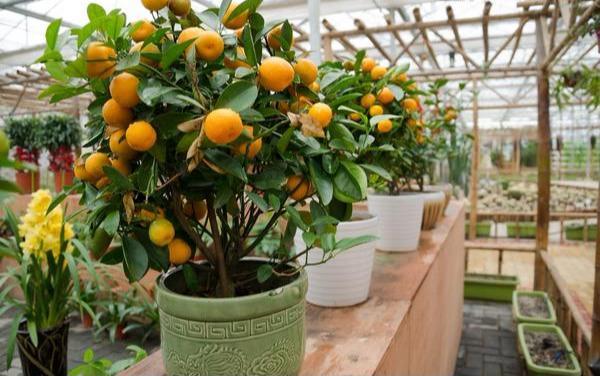 盆栽桔子,花盆加点小料,硕果累累,摘不完,枝条满金桔,旺家