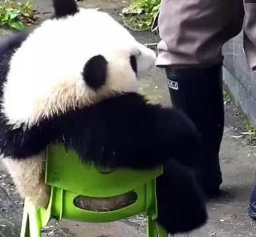 大熊猫赖着凳子不走了,耍横的样子看着好笑,网友:这坐姿国宝级的
