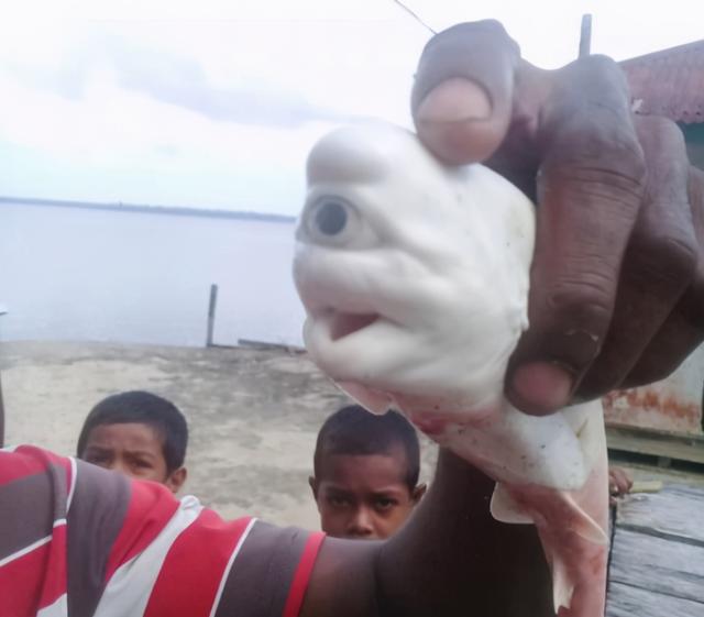 印尼渔民从大母鲨腹中发现罕见独眼白化鲨_手机搜狐网