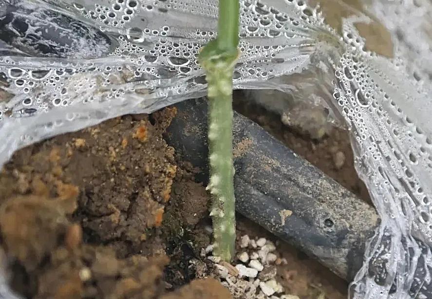 秋冬黄瓜结瓜难?肯定是根系出了问题,养根壮棵注意这些方面