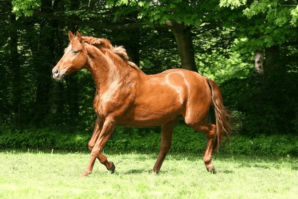 致1966年"午马"的最终寿命,54岁后是好是坏?快通知身边生肖马