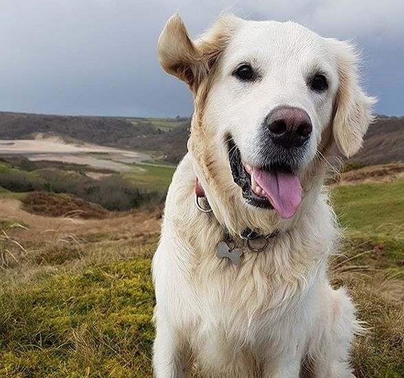 金毛大耳朵的特殊用处高兴时甩甩头开心到飞起