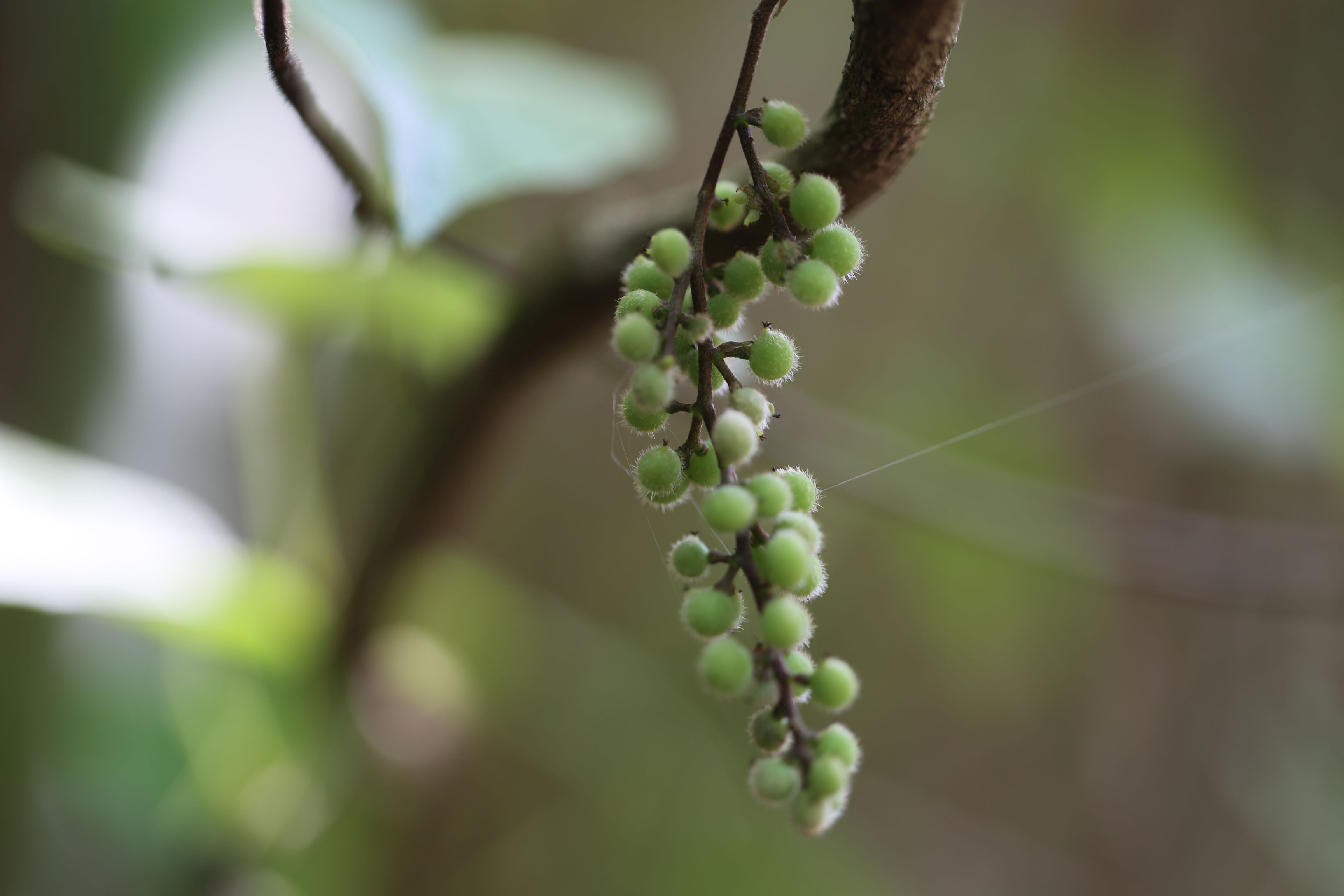 庆元植物1292防己科轮环藤属轮环藤