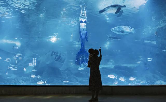 请宁德人免费游历海洋世界一年一次的福利也来咯