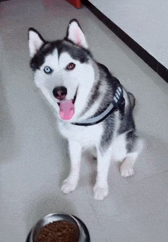 原创二哈天生鸳鸯眼一只白色一只红色网友拆家威力肯定大