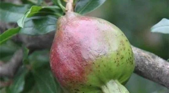 原创石榴褐斑病怎么治?秋季特别注意!河南宝然生物科技