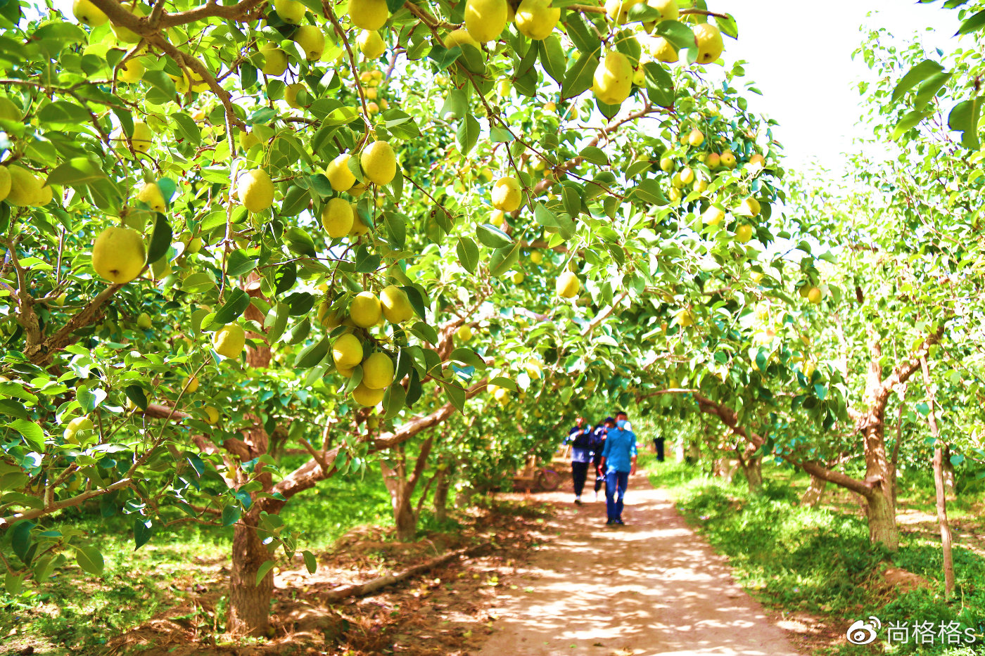 初秋时节,库尔勒的香梨熟了,脆甜入心底