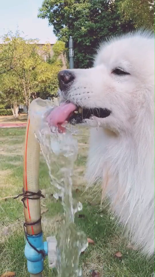 宠主家狗狗口渴喝水