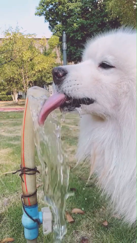 宠主家狗狗口渴喝水