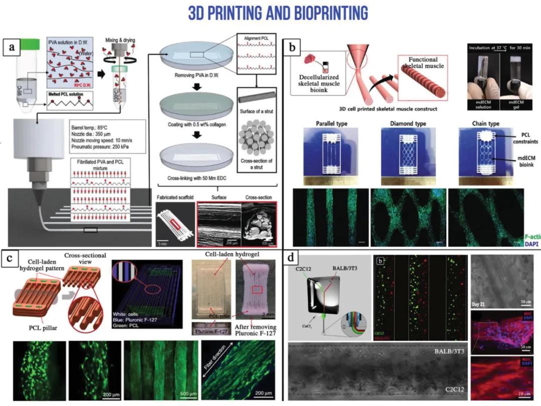 頂刊綜述:生物3d打印在骨骼肌組織工程中的應用