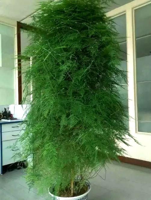 原创养盆文竹娇滴滴换个方法养长成巨无霸爬到3米高