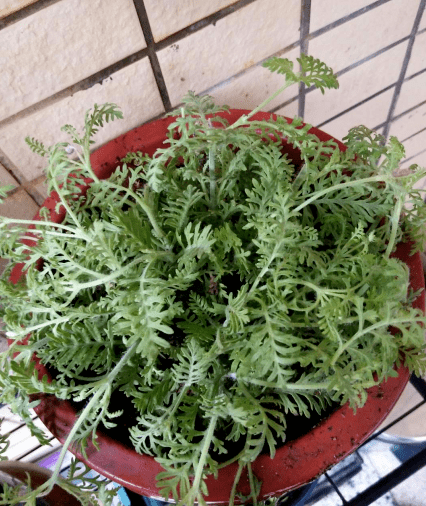 茼蒿菜这样养,一年四季不愁吃,特省钱!