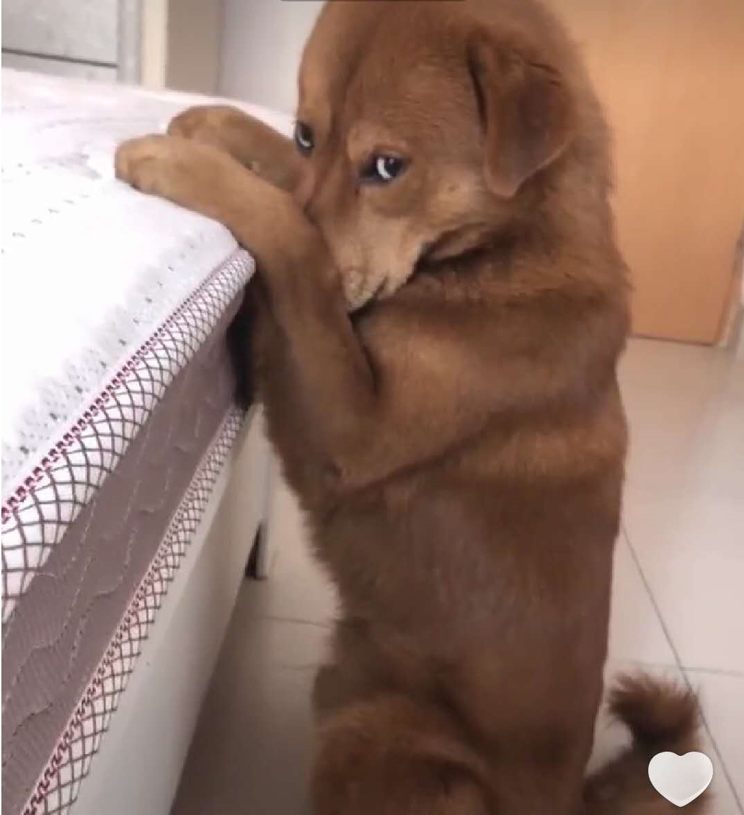 原创大金毛犯错被罚站,还敢偷偷看主人!这小眼神萌翻了