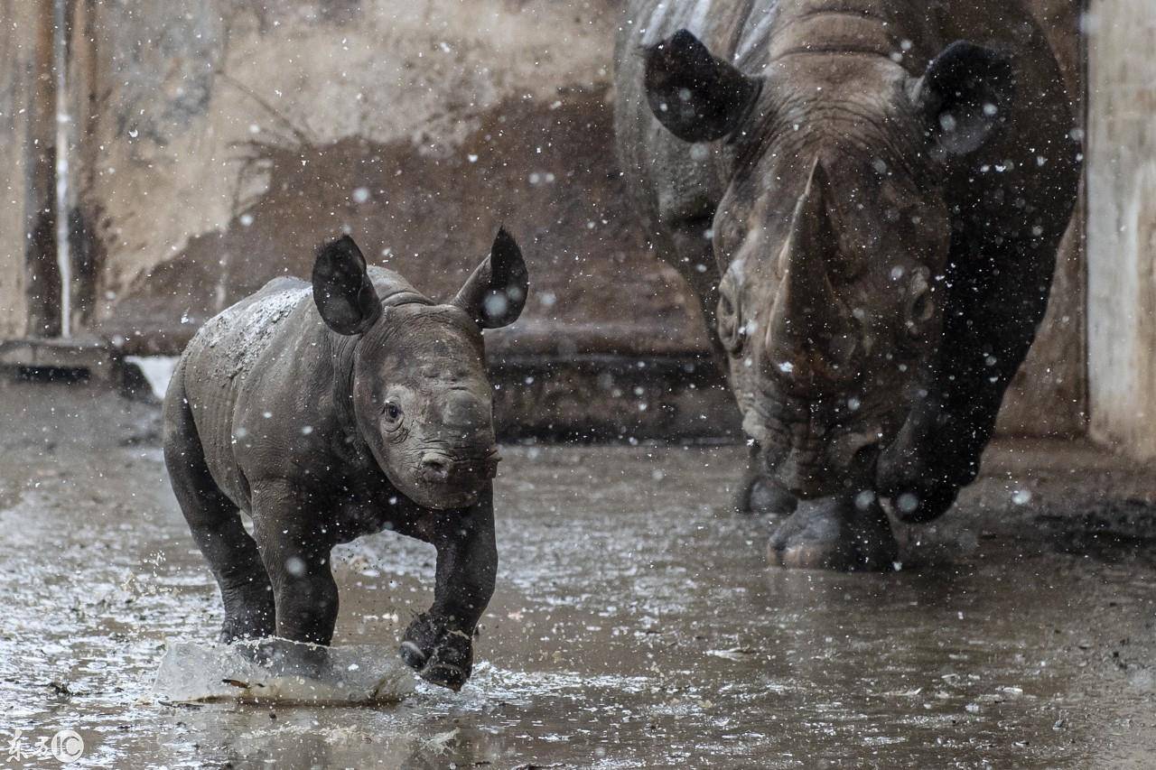 为了满足人类"壮阳"需求,它们濒临灭绝,人类却一点都没长进!