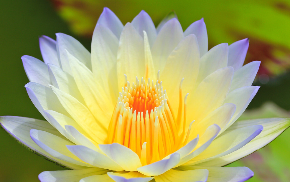 心如莲花人生就会一路芬芳