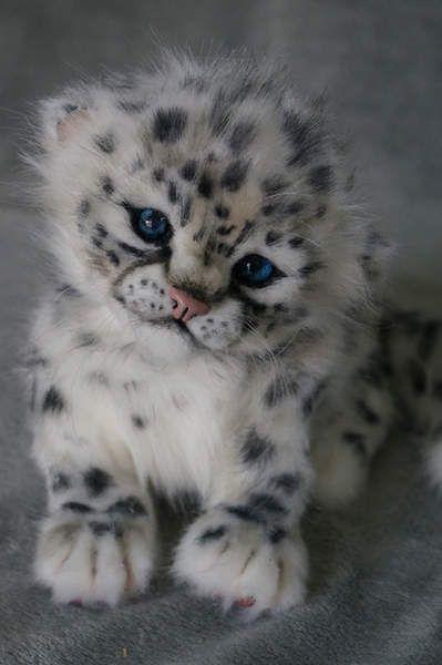 小时候的雪豹真的是萌翻了.