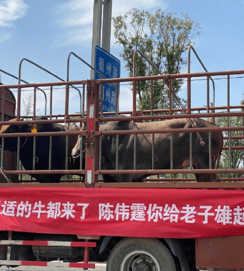 陈伟霆粉丝用牛车拉横幅拉风又好笑