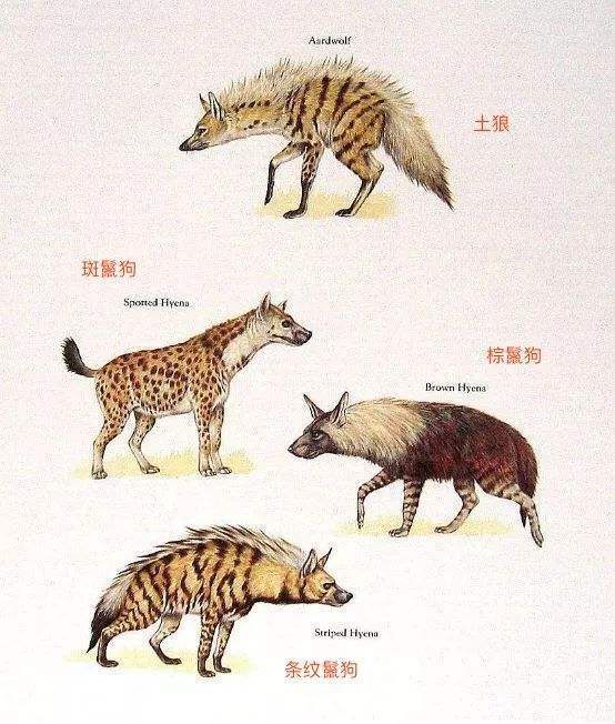 手无寸铁的人类能打赢鬣狗吗?