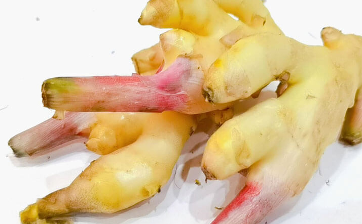 仔姜是怎么种植的？快速了解仔姜的种植技术_生姜