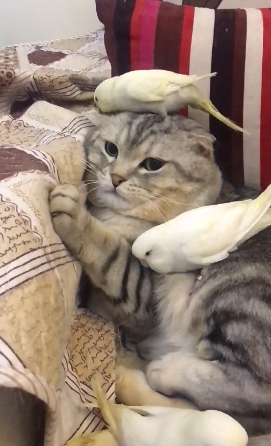 原创铲屎官使坏恶搞猫咪将鹦鹉放到猫咪身上猫咪一脸生无可恋