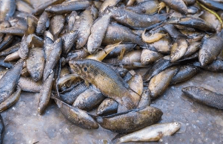 河里一种小杂鱼生性好斗过去没人要价值却不小1条卖20元