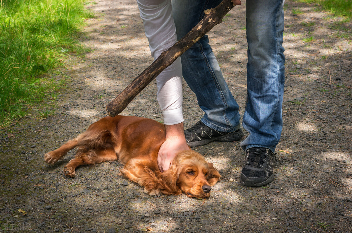 狗狗不听话该不该打?看看训犬师怎么说