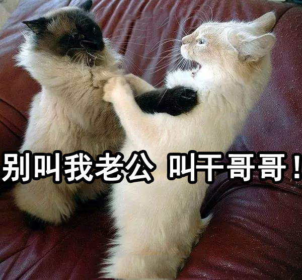 渣猫爱不爱表情包猫咪与渣女表情包真是绝配啊