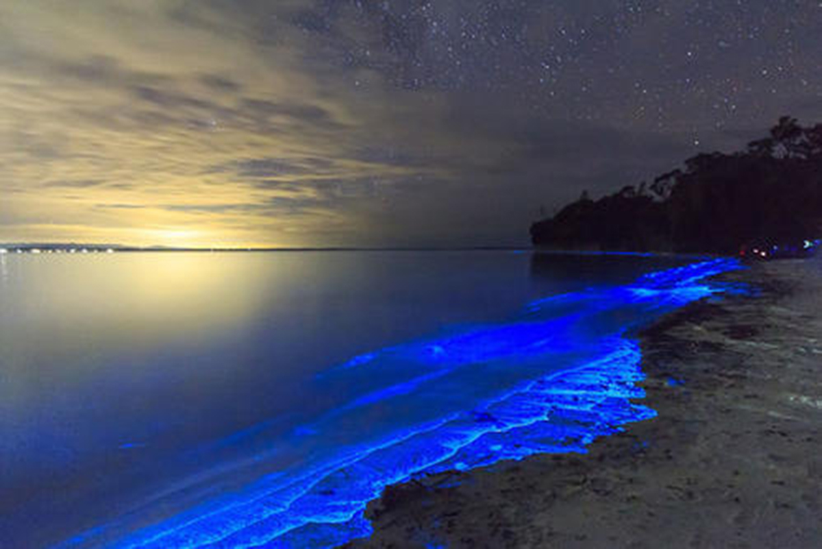 繁星墜入大海葫蘆島現熒光海瞭解其科學原理後還認為它美嗎