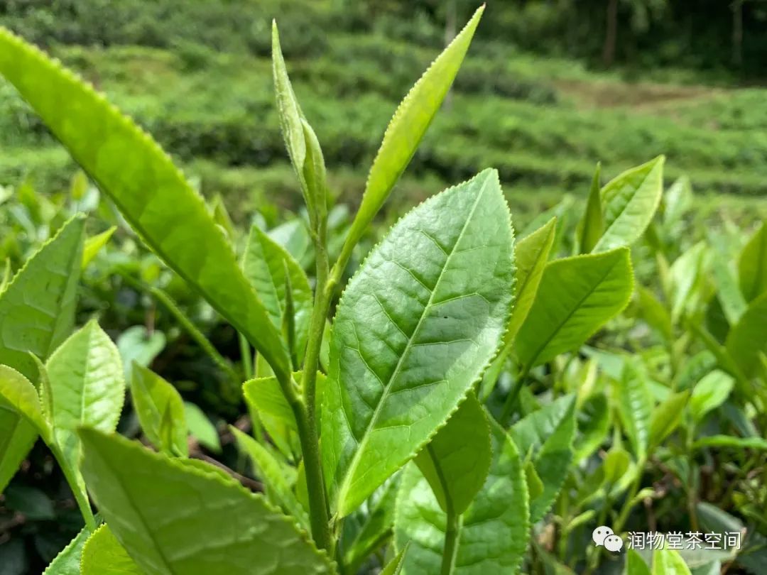 润物堂有机自然农法生态庄园茶探秘（一）——生态环境