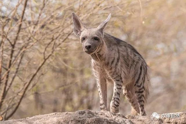 原创印一只鬣狗在吃饱后,露齿咧嘴的样子,像是开心地笑